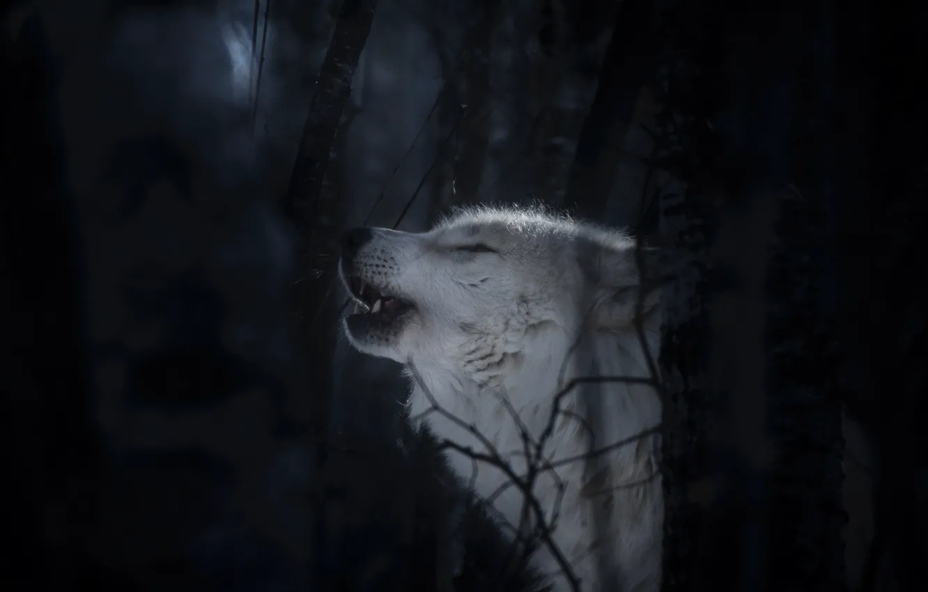 Фото обои лес, морда, волк, хищник, Полярный волк