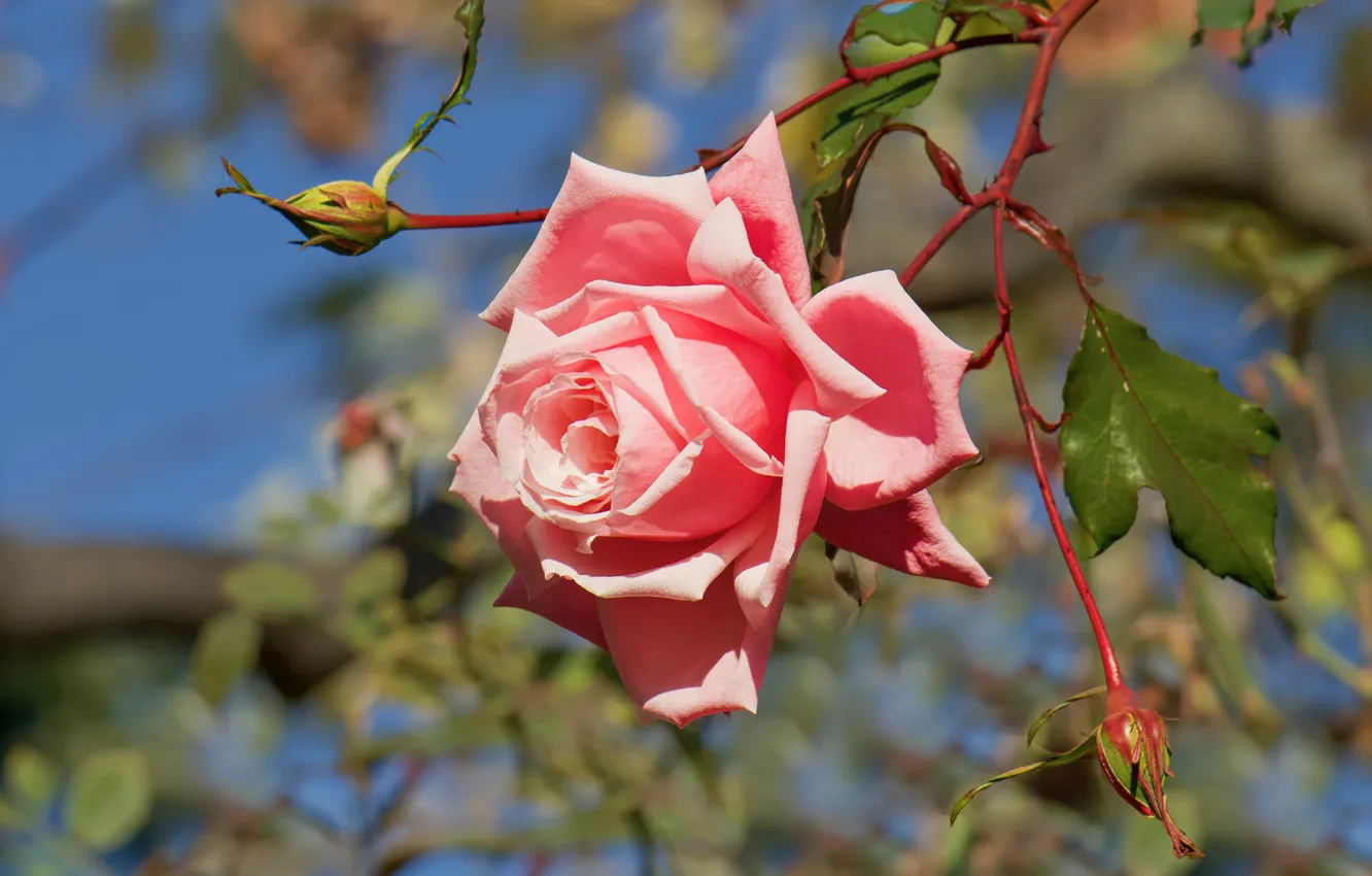 Фото обои цветок, листья, свет, розовая, роза, ветка, сад, стебель