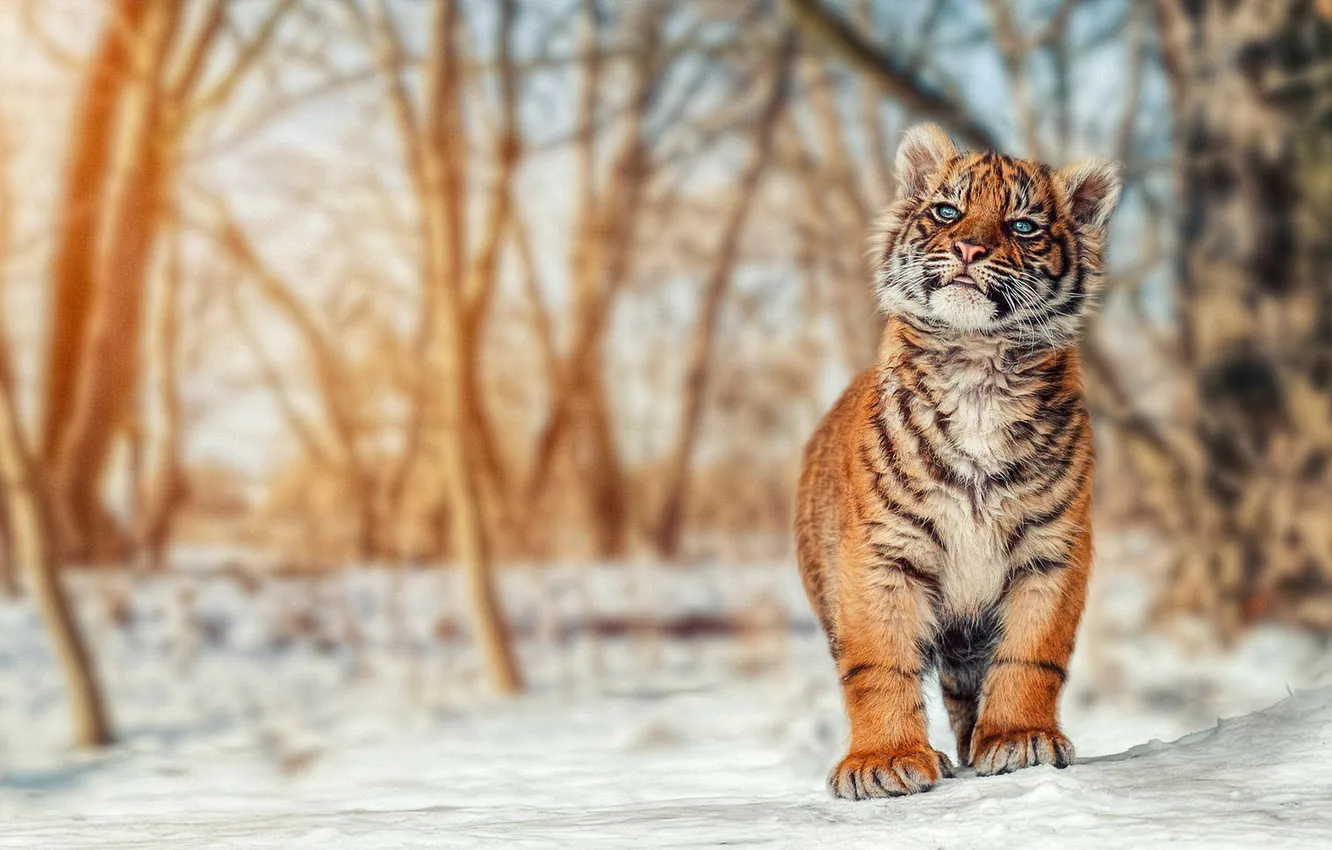 Фото обои зима, лес, взгляд, свет, снег, деревья, природа, тигр
