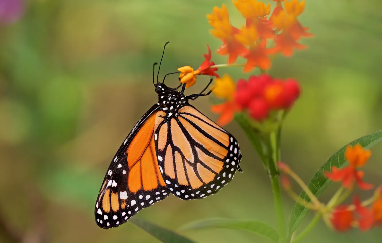 Фото обои макро, цветы, бабочка