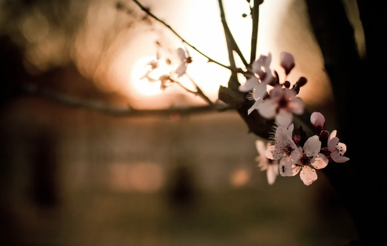Фото обои макро, цветы, ветки, весна, боке