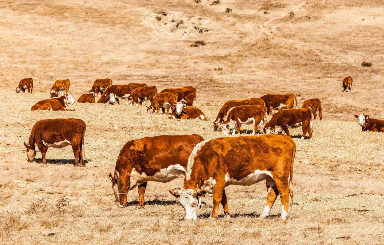 Фото обои поле, ферма, коров