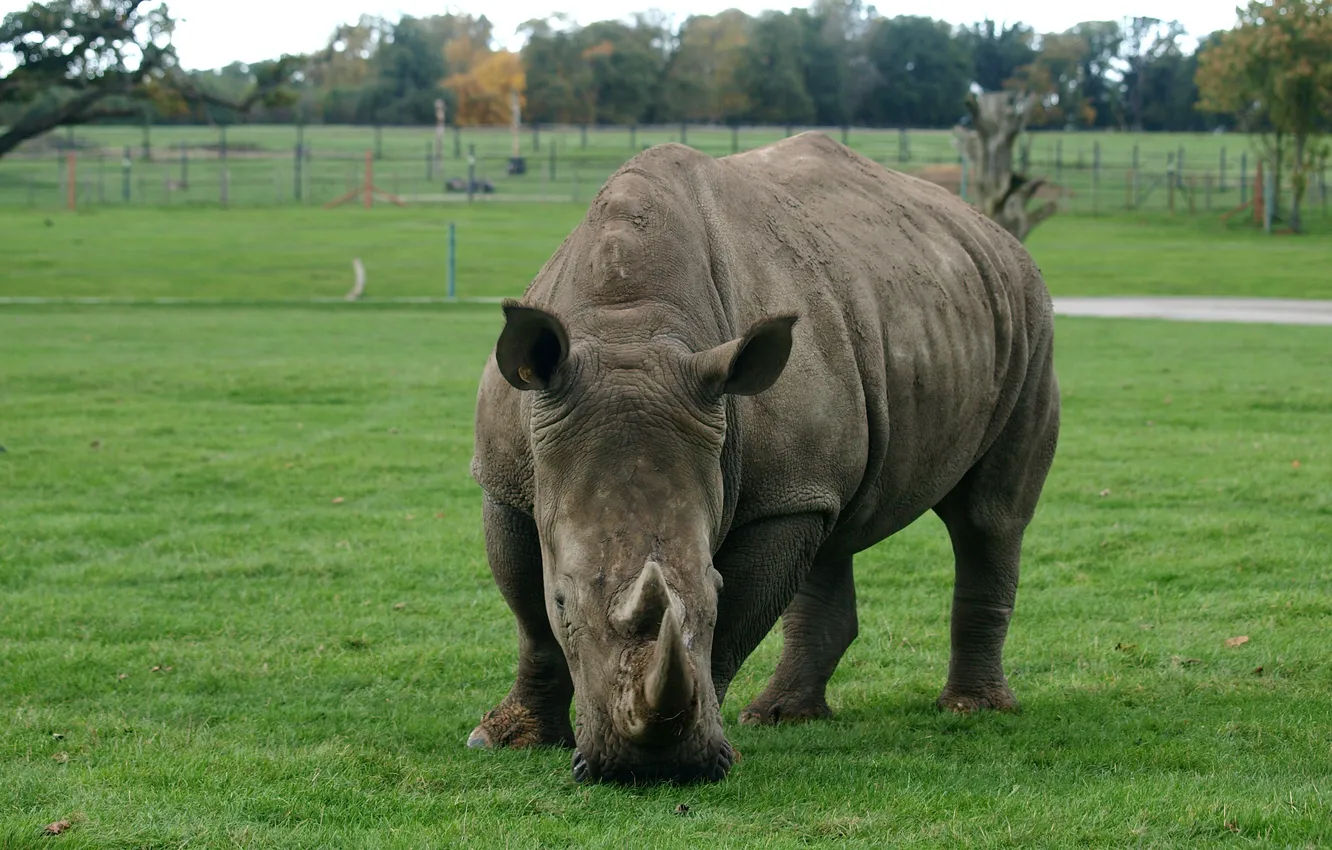 Фото обои трава, фон, размытость, Носоро́г, непарнокопытное животное, Rhinocerotidae