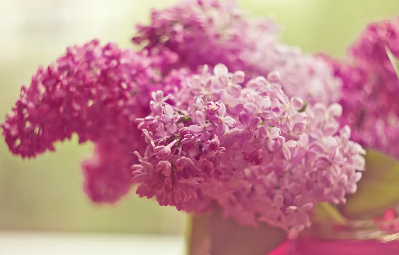 Фото обои цветы, розовый, сирень