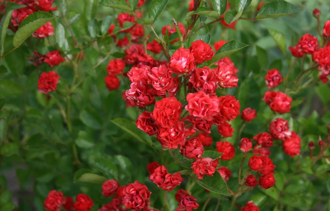 Фото обои цветы, красный, розы, зелёный, мелкие