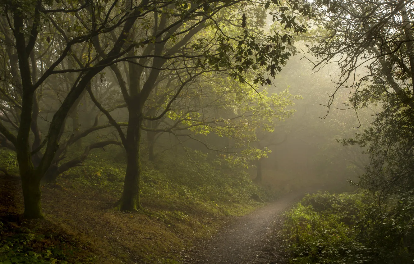 Фото обои лес, лето, туман, тропинка