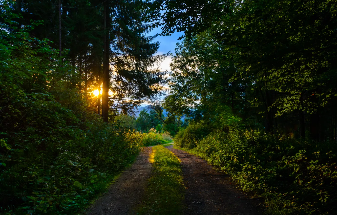 Фото обои тропа, утро, Лес, forest, morning, path