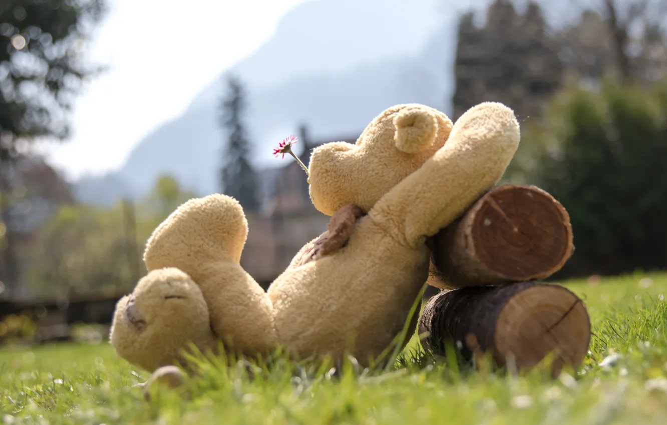 Фото обои цветок, трава, настроение, игрушка, медведь, медвежонок, плюшевый мишка, маргаритка