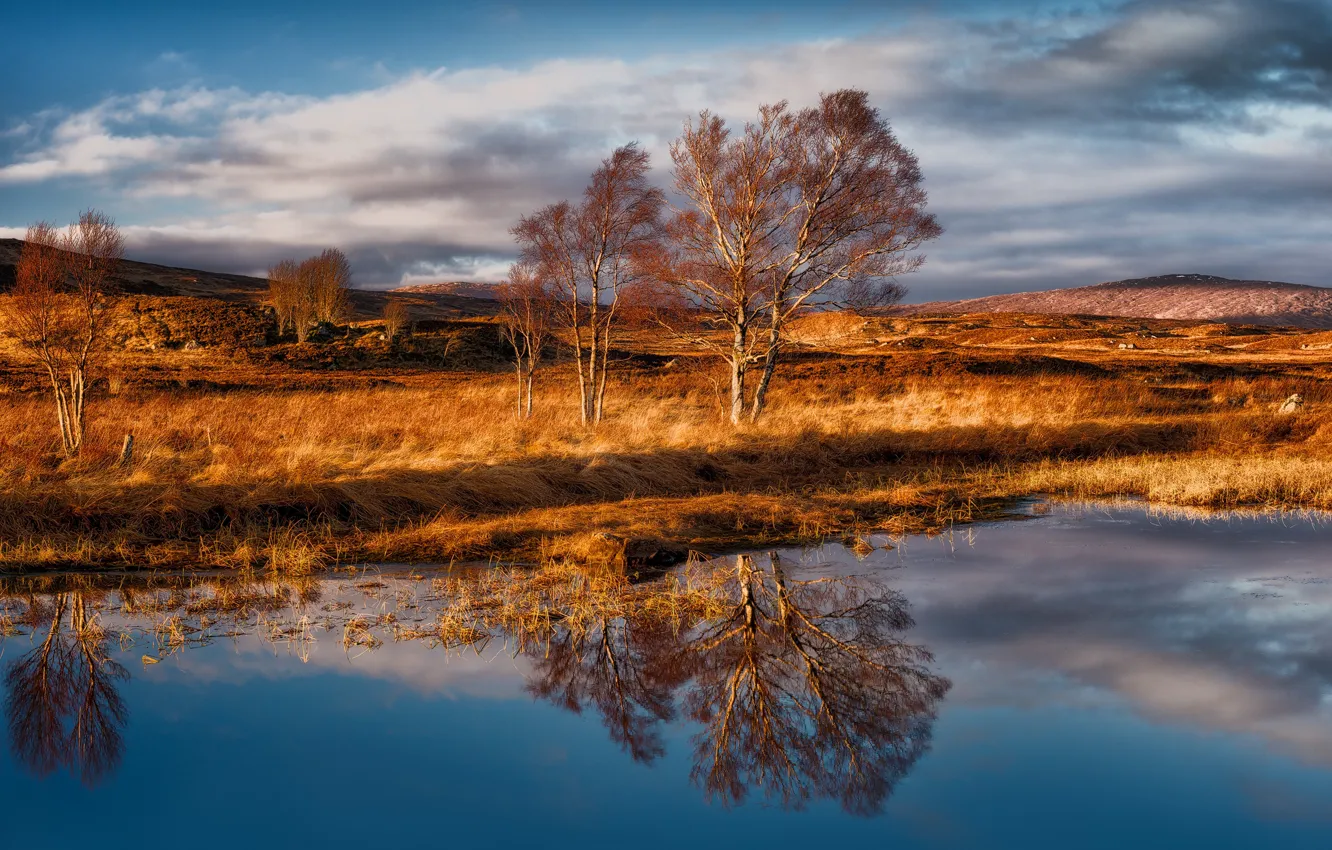 Фото обои деревья, ветер, Шотландия, Rannoch Moor, Раннох-Мур