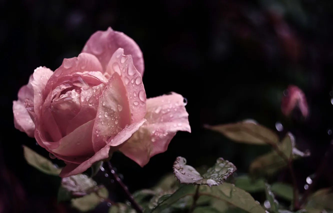 Фото обои цветок, листья, вода, капли, макро, роса, дождь, розовая