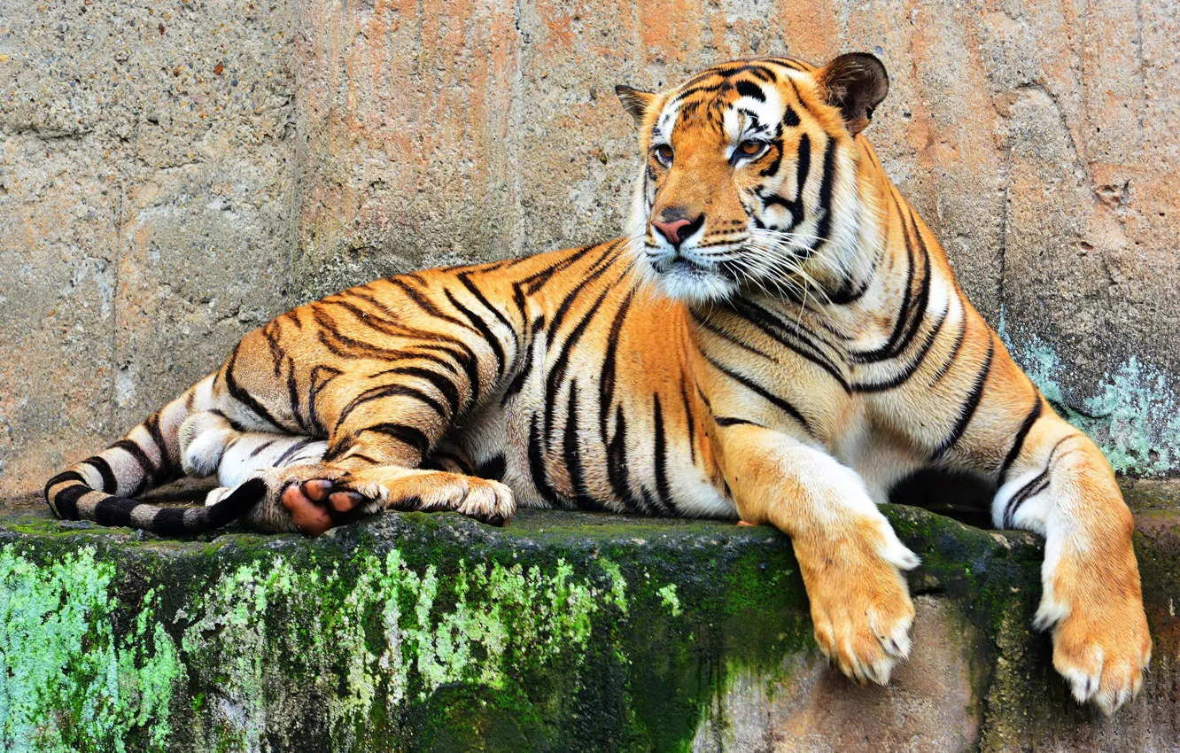 Фото обои тигр, хищник, большая кошка