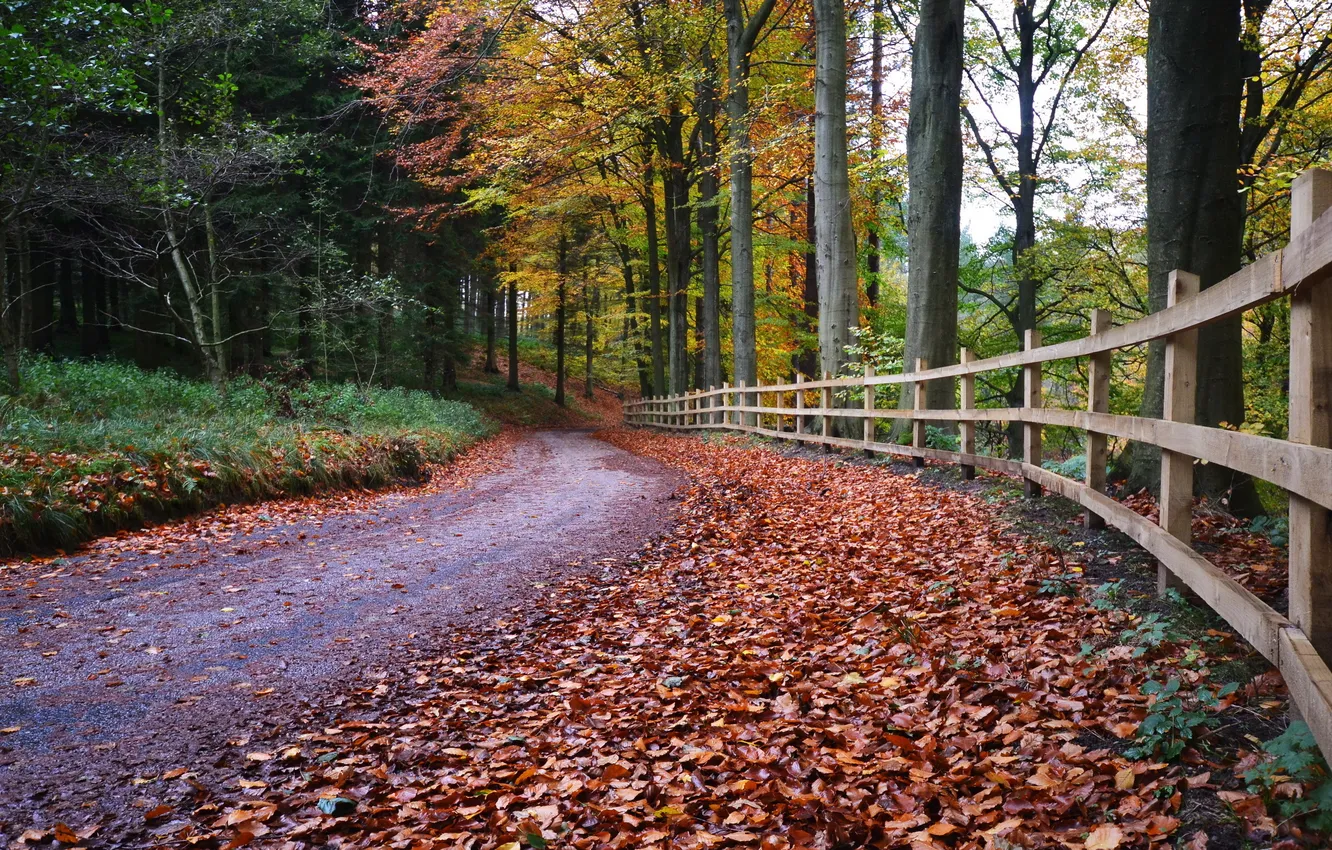 Фото обои дорога, осень, листья, забор