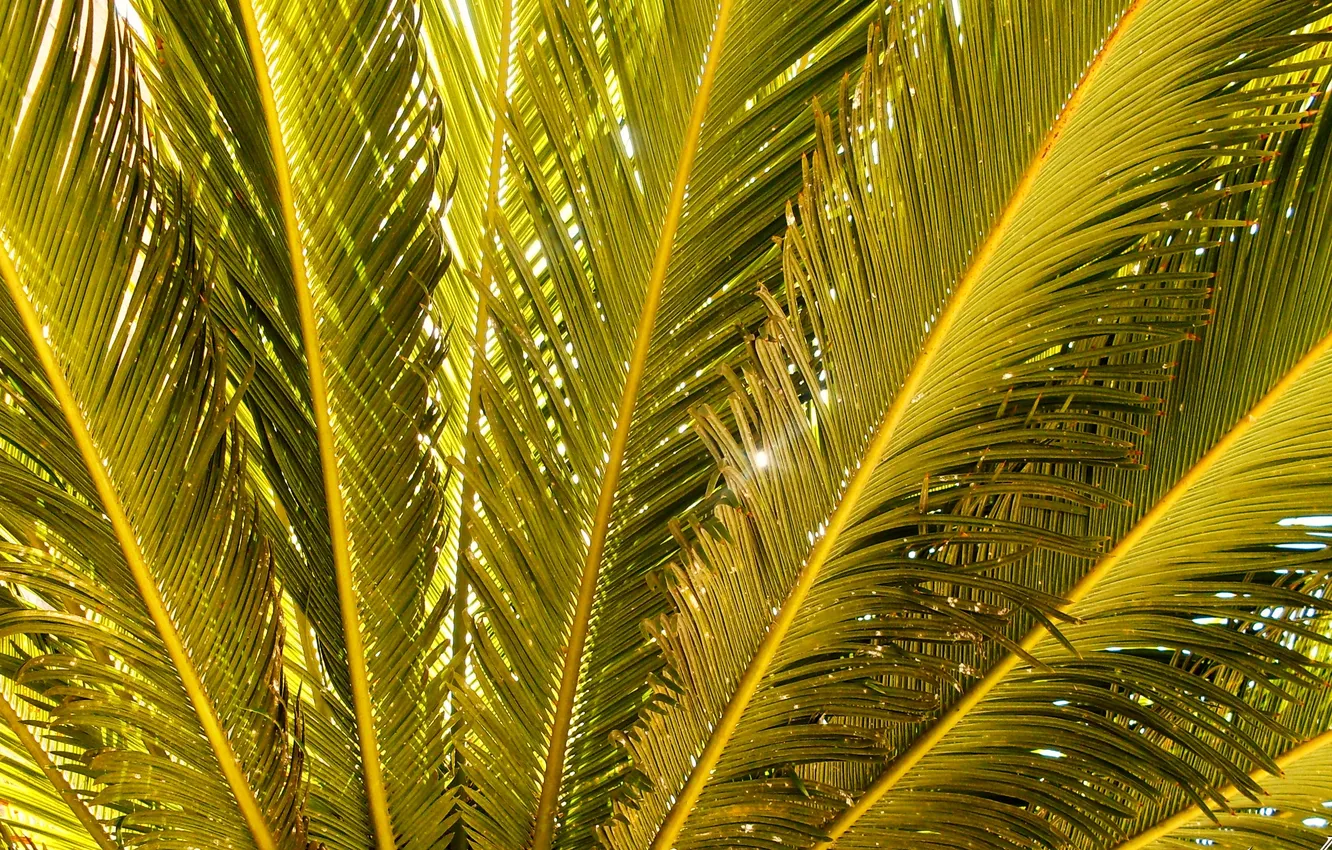 Фото обои листья, макро, природа, пальма, green, ветви, gold, Nature