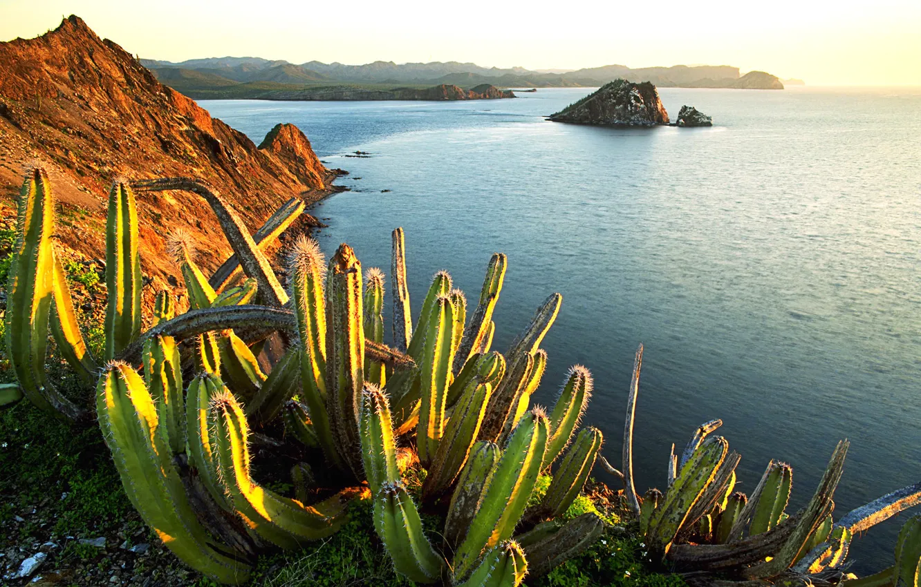 Фото обои Senita Cacti, Growing, on Isla Dati