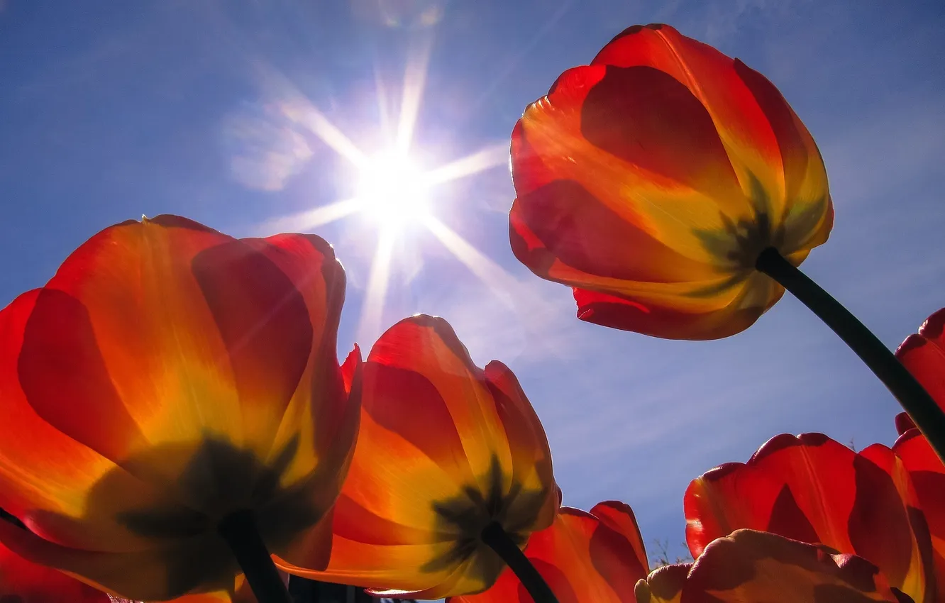 Фото обои небо, солнце, тюльпаны