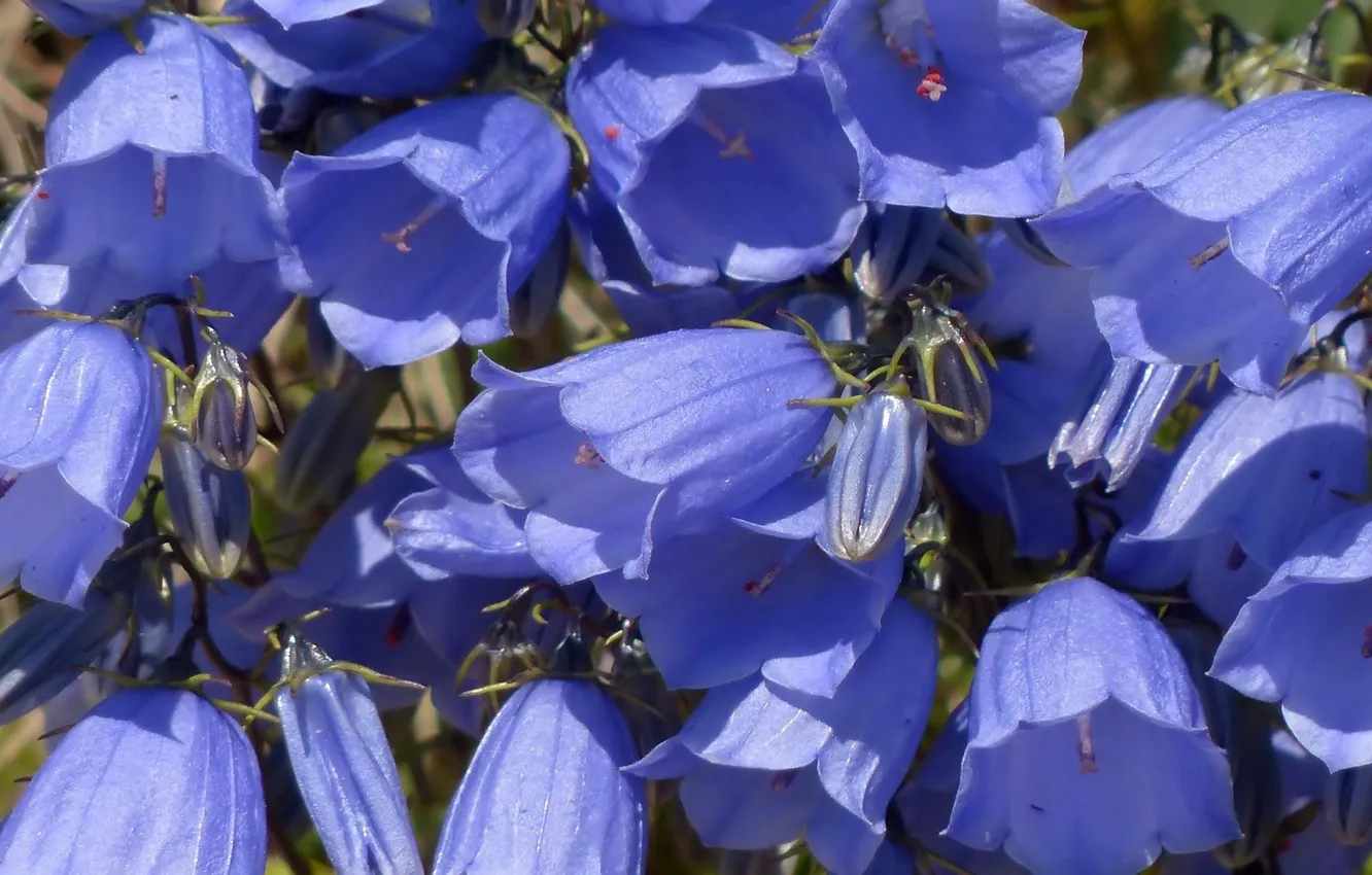 Фото обои цветы, голубые, колокольчики
