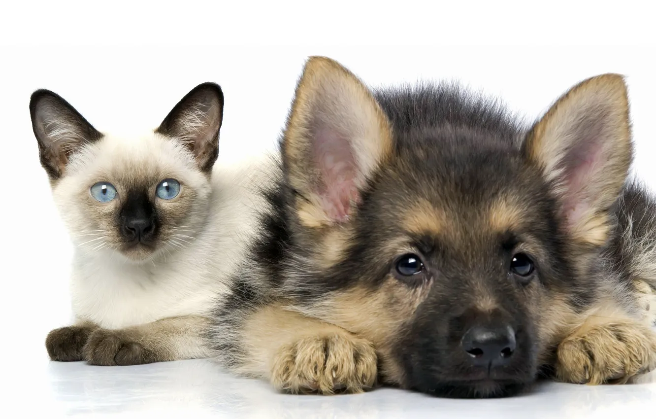 Фото обои кошка, белый, кот, фон, собака, щенок