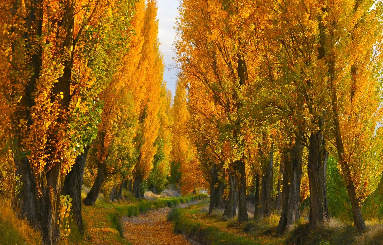 Фото обои осень, деревья, высохший канал