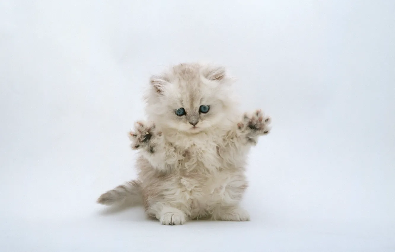 Фото обои котенок, светлый