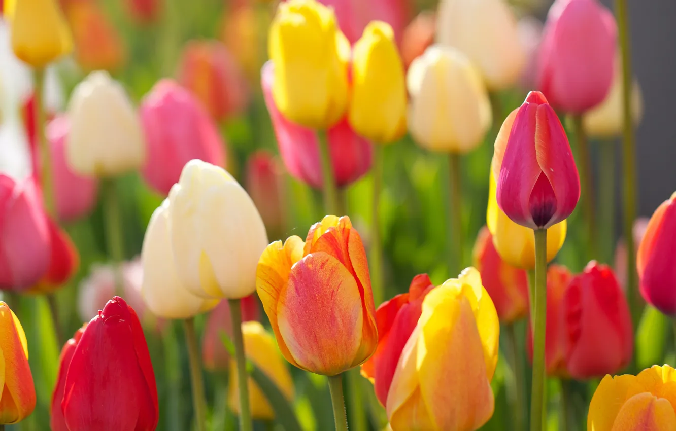 Фото обои тюльпаны, бутоны, разноцветный