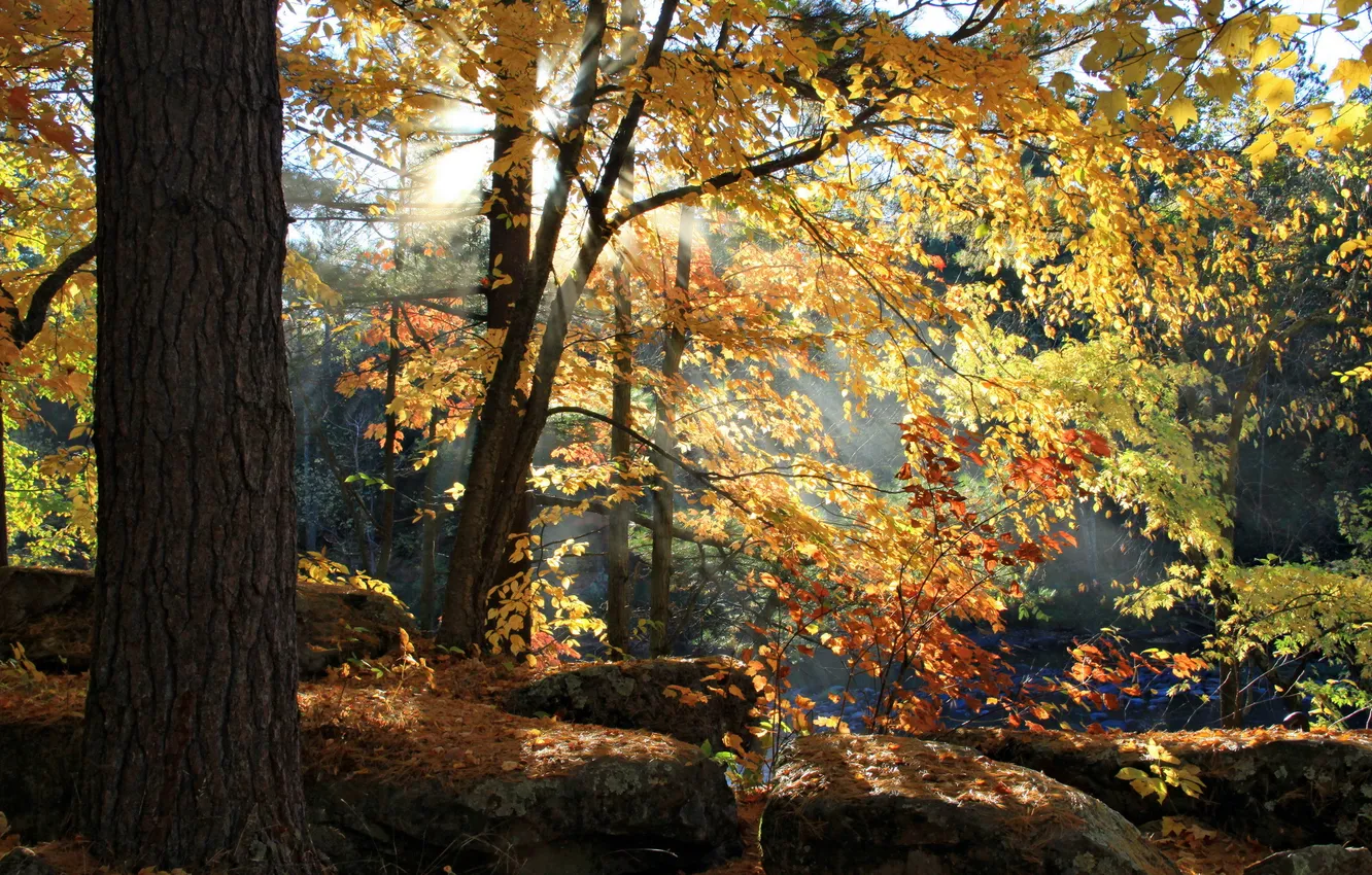 Фото обои осень, лес, свет