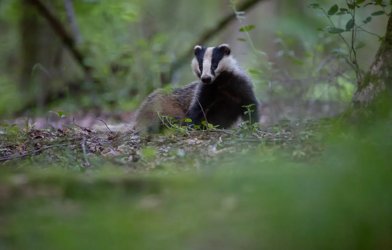 Фото обои лес, поза, прогулка, барсук