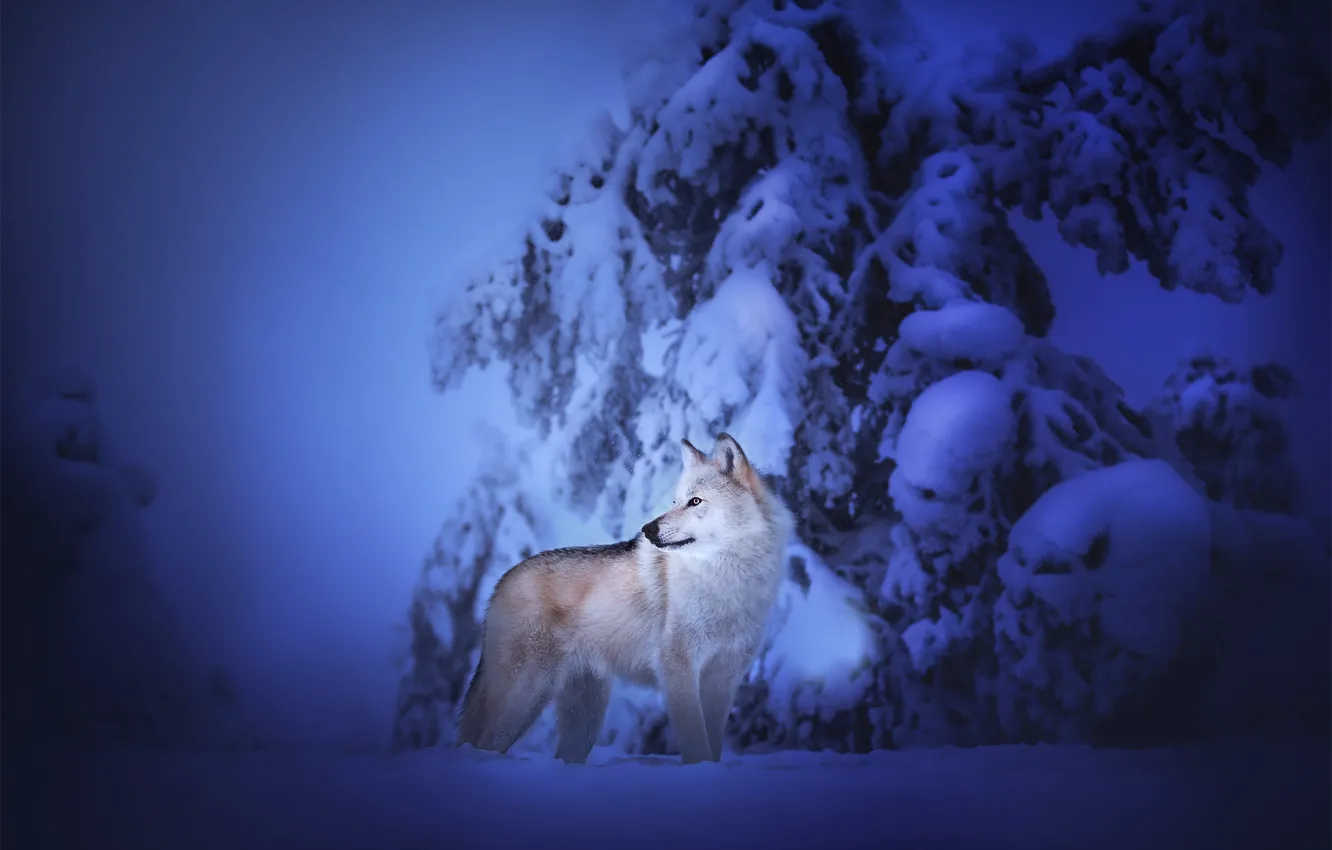 Фото обои зима, снег, собака, Чехословацкий влчак, Чехословацкая волчья собака
