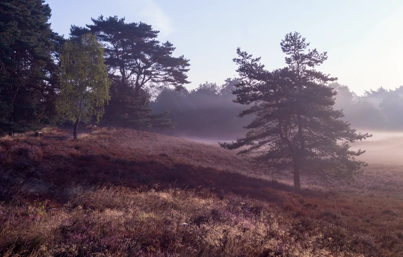 Фото обои лес, деревья, туман, утро, холм, сосна