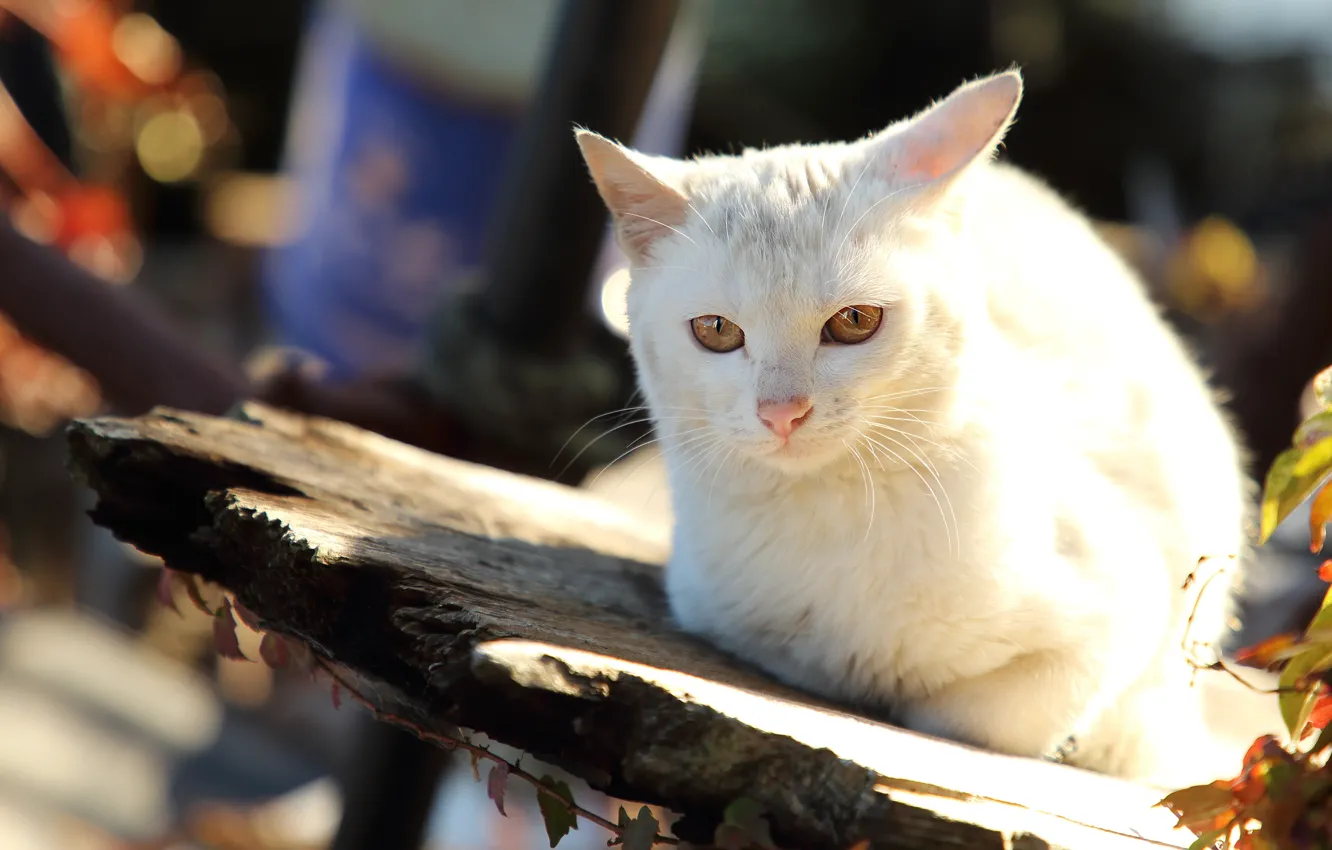 Фото обои осень, кошка, белый, кот, взгляд, морда, свет, природа