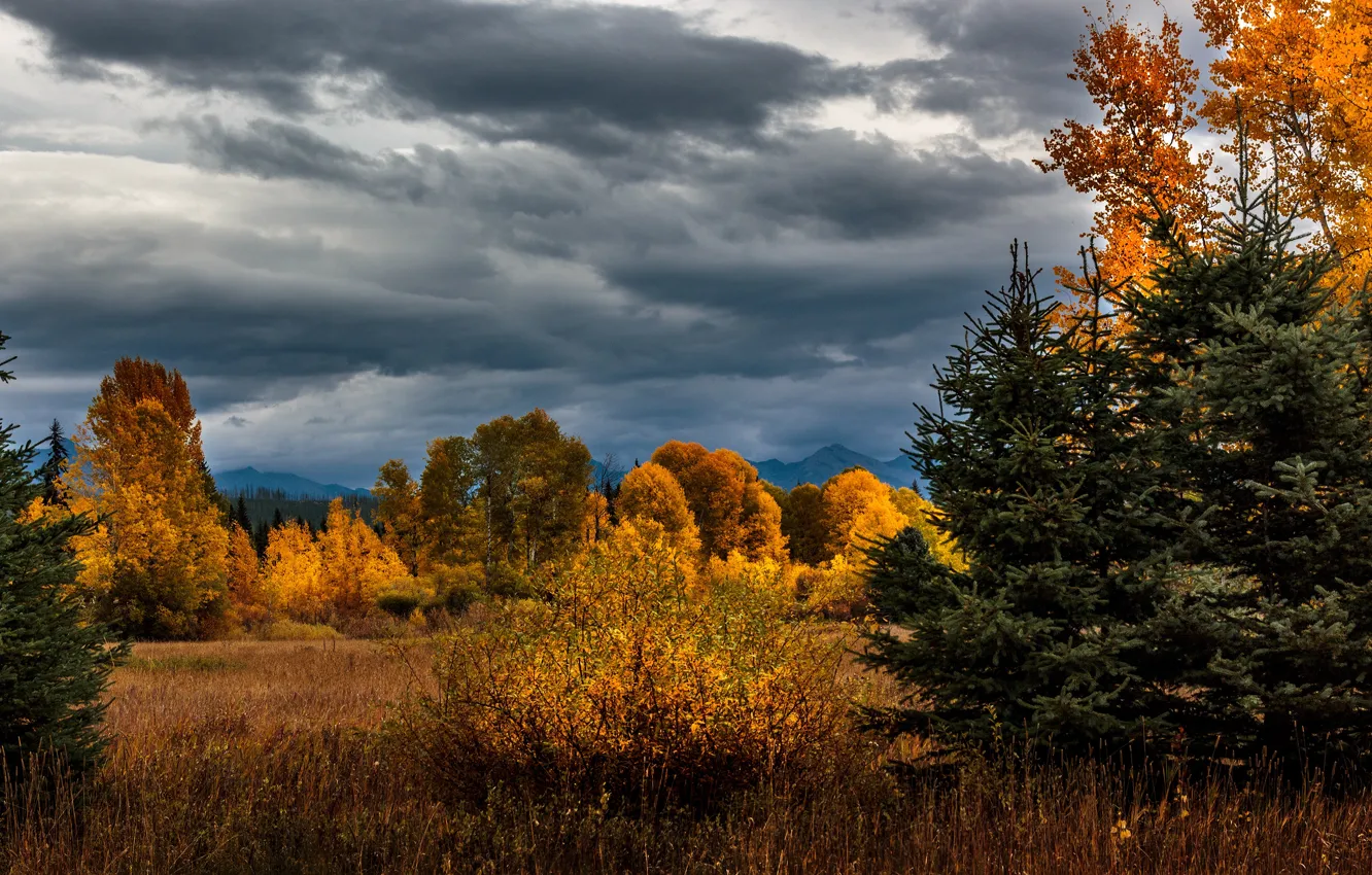 Фото обои поле, осень, лес, небо, облака, деревья, горы, тучи