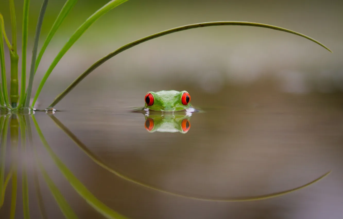 Фото обои вода, лист, озеро, лягушка, купание, зеленая, красные глаза, разноцветная