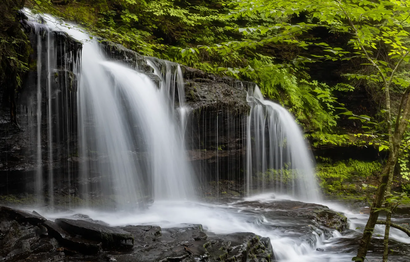 Фото обои лес, водопад, Пенсильвания, каскад, Pennsylvania, Ricketts Glen State Park, Парк штата Рикетс Глен, Mohawk Falls