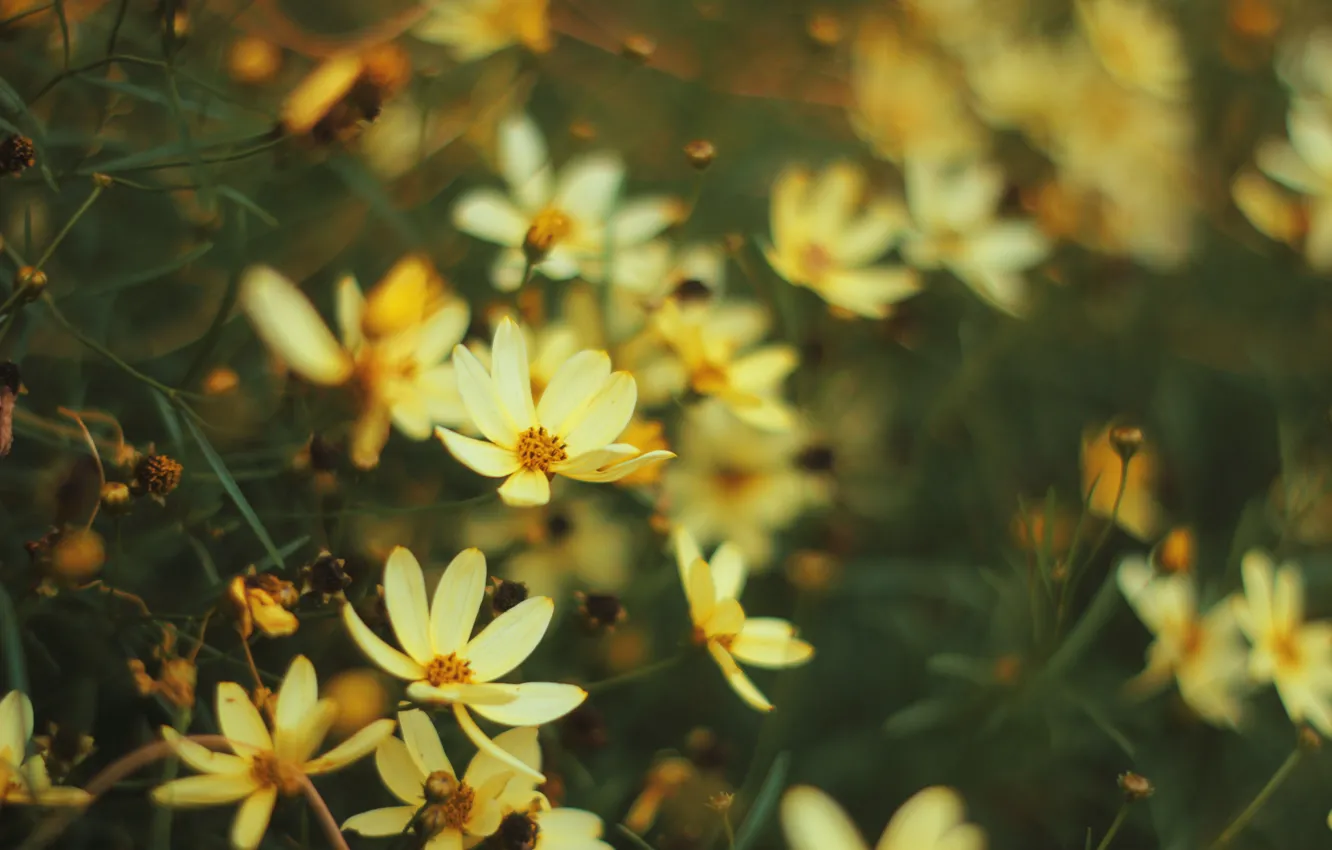 Фото обои цветы, желтые, размытость, космея
