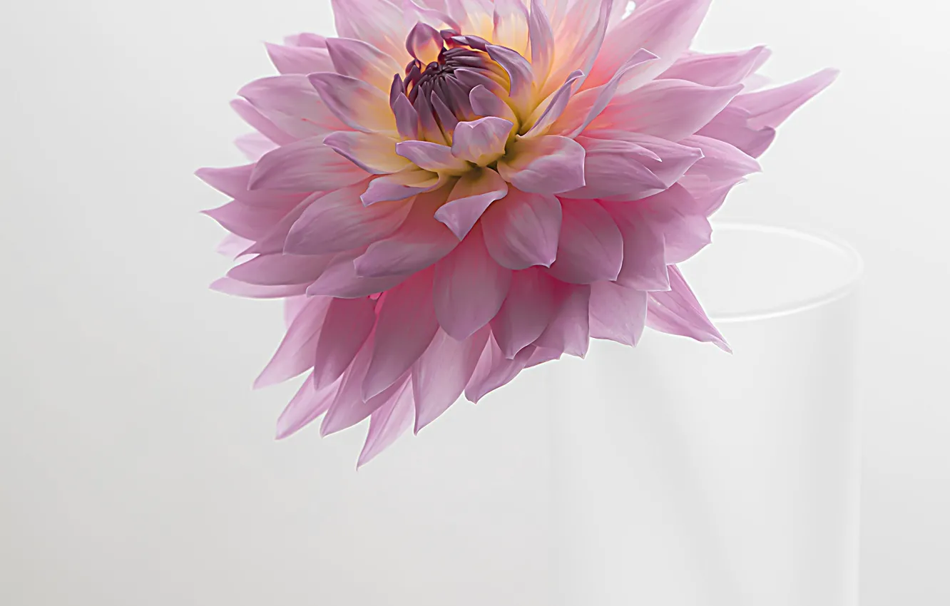 Фото обои цветок, стакан, георгина, розовая георгина