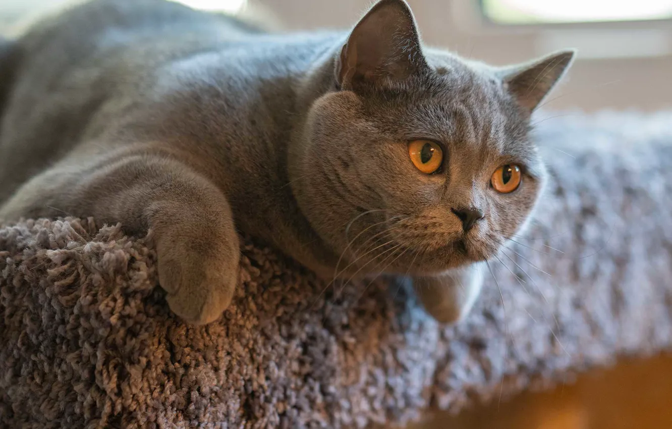 Фото обои кошка, кот, взгляд, морда, серый, портрет, лапы, лежит