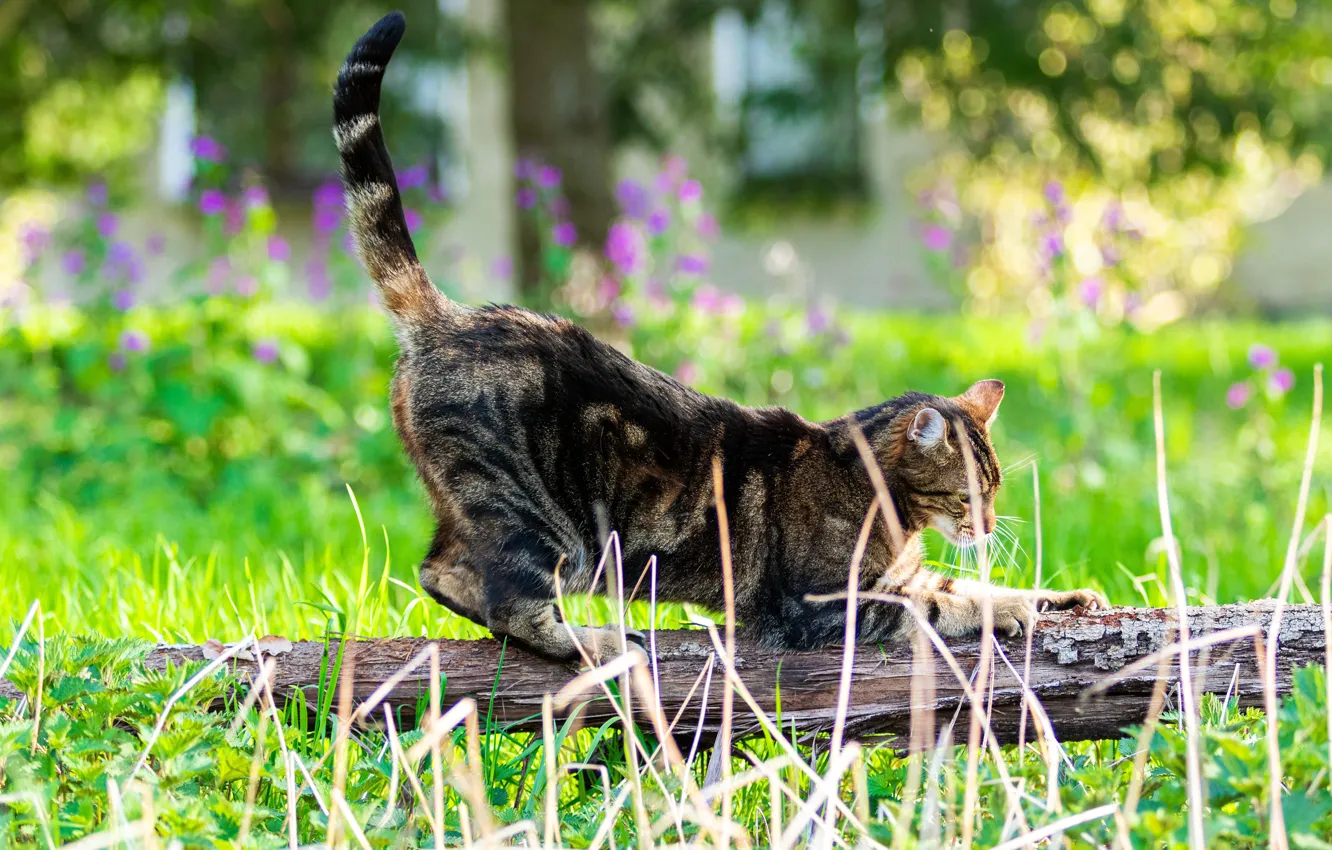 Фото обои кошка, трава, кот, цветы, природа, поза, серый, сад
