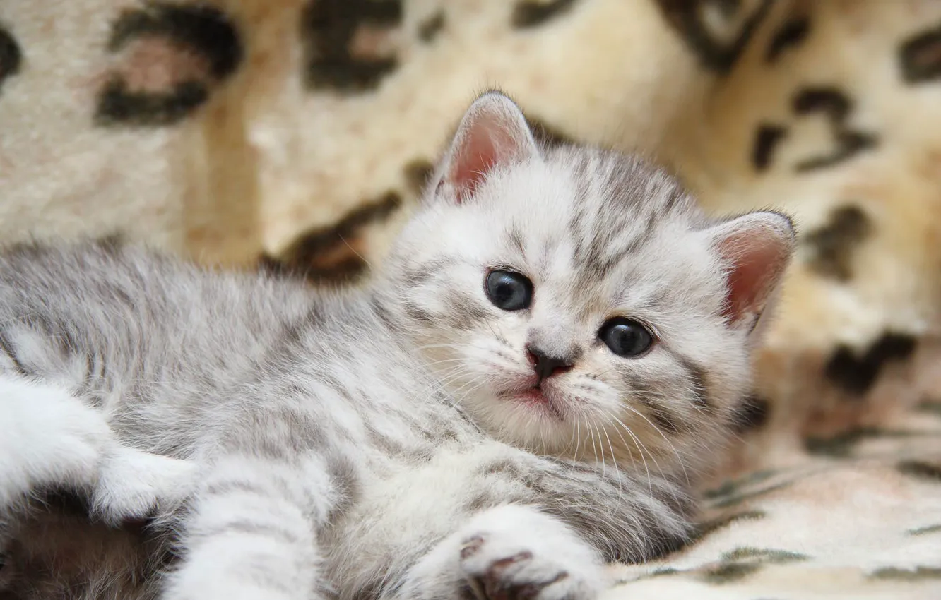 Фото обои кошка, кот, котенок