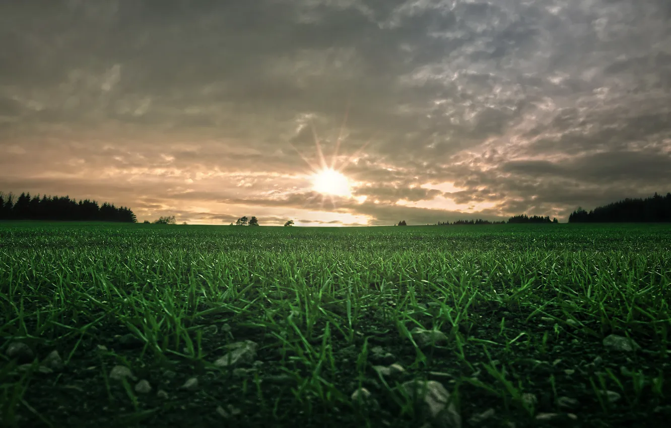 Фото обои зелень, поле, лес, небо, трава, солнце, облака, злаки