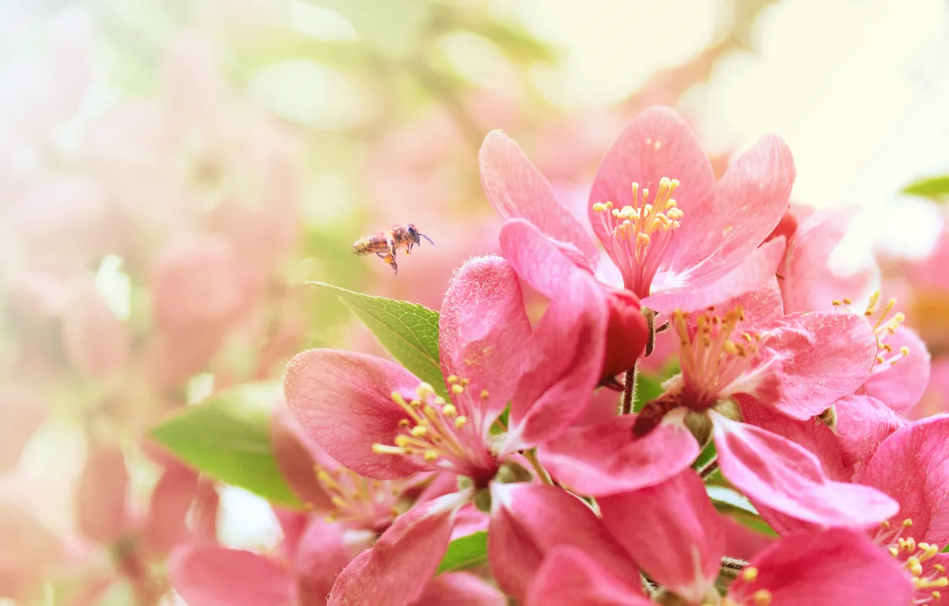 Фото обои пчела, весна, сакура, цветение