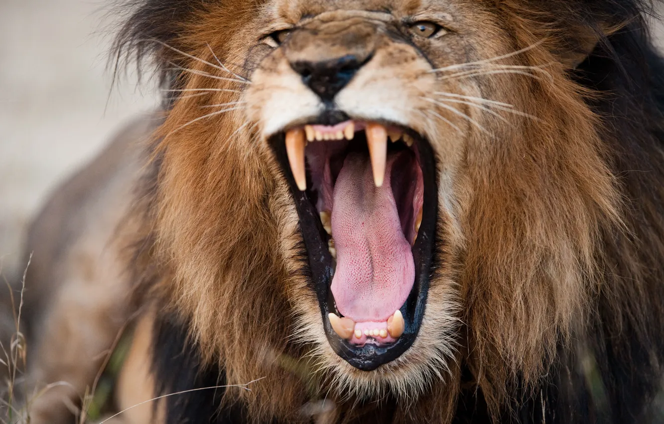 Фото обои lion, head, fury, teeth
