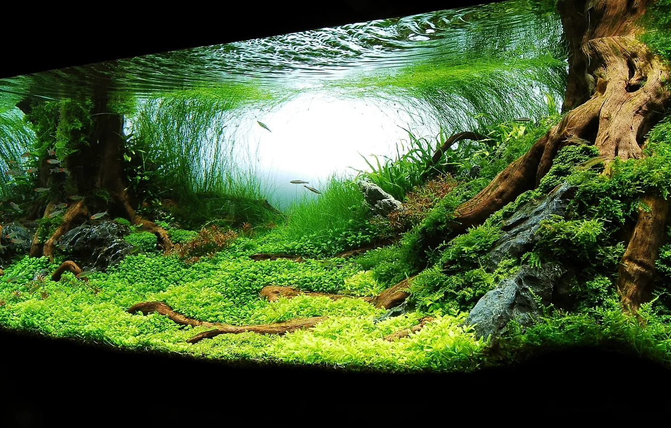 Фото обои трава, вода, рыба, корни дерева, дно озера