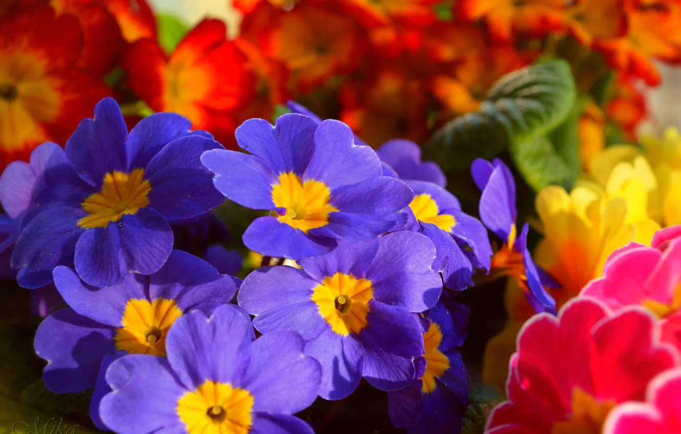 Фото обои Цветочки, Flowers, Colors, Примула, Синие цветочки