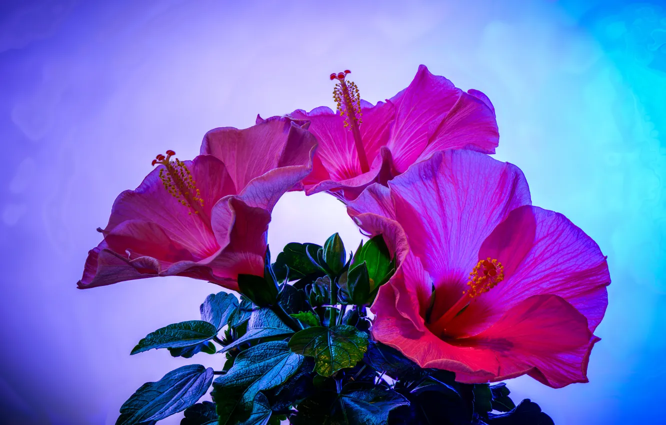 Фото обои цветы, фото, розовый, гибискусы