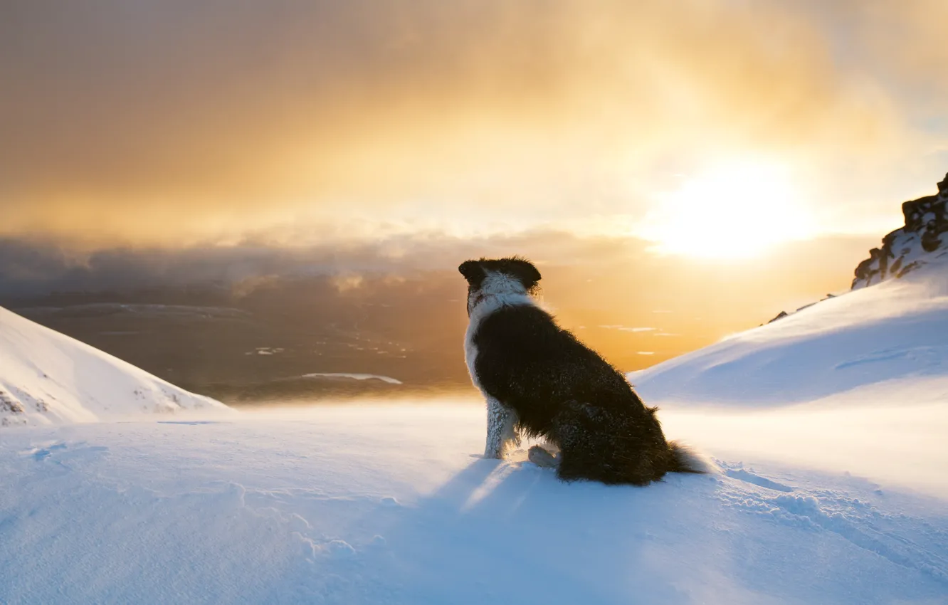 Фото обои зима, солнце, снег, горы, собака, бордер-колли