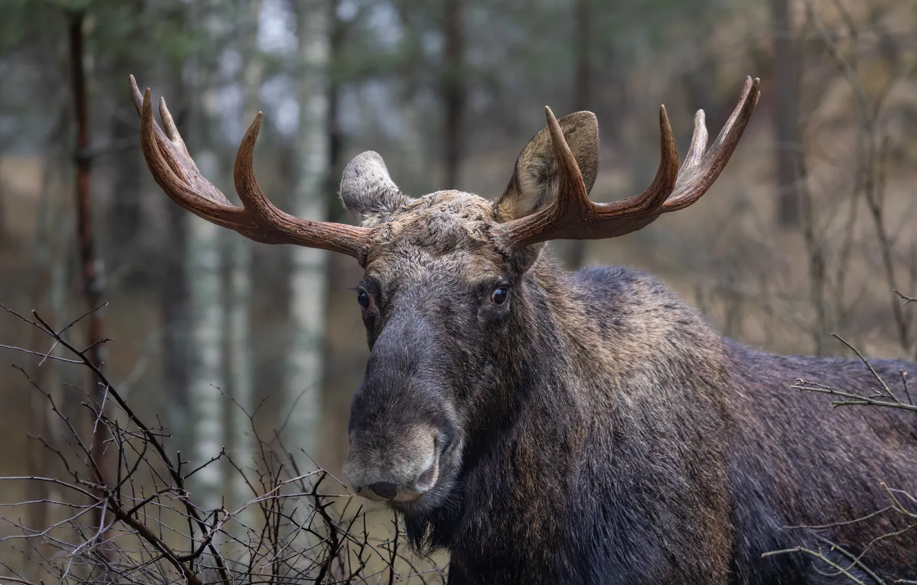 Фото обои forest, horns, elk