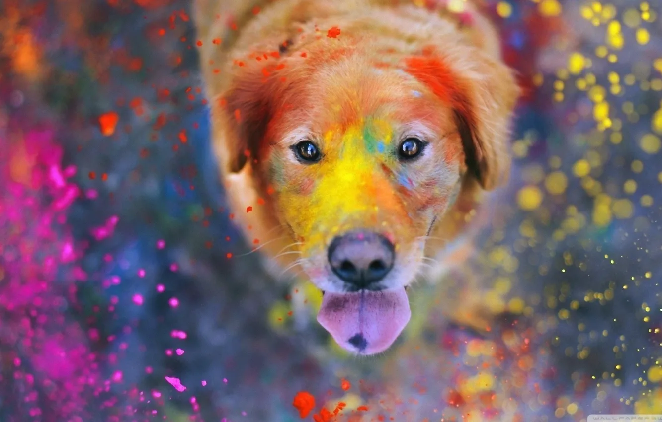 Фото обои colorful, eyes, dog, dust, color, bokeh, animal, paint