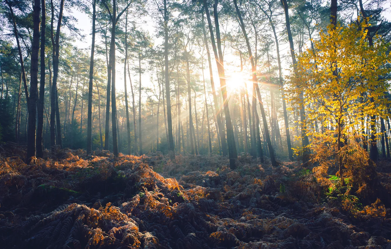 Фото обои осень, лес, солнце, свет, деревья, стволы, листва, сосны