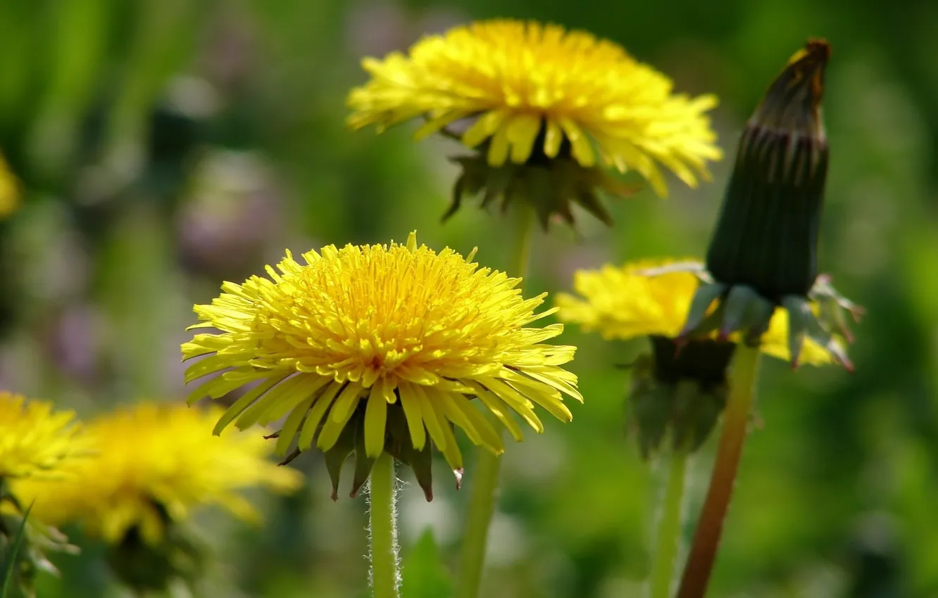 Фото обои одуванчик, весна, луг, бутоны