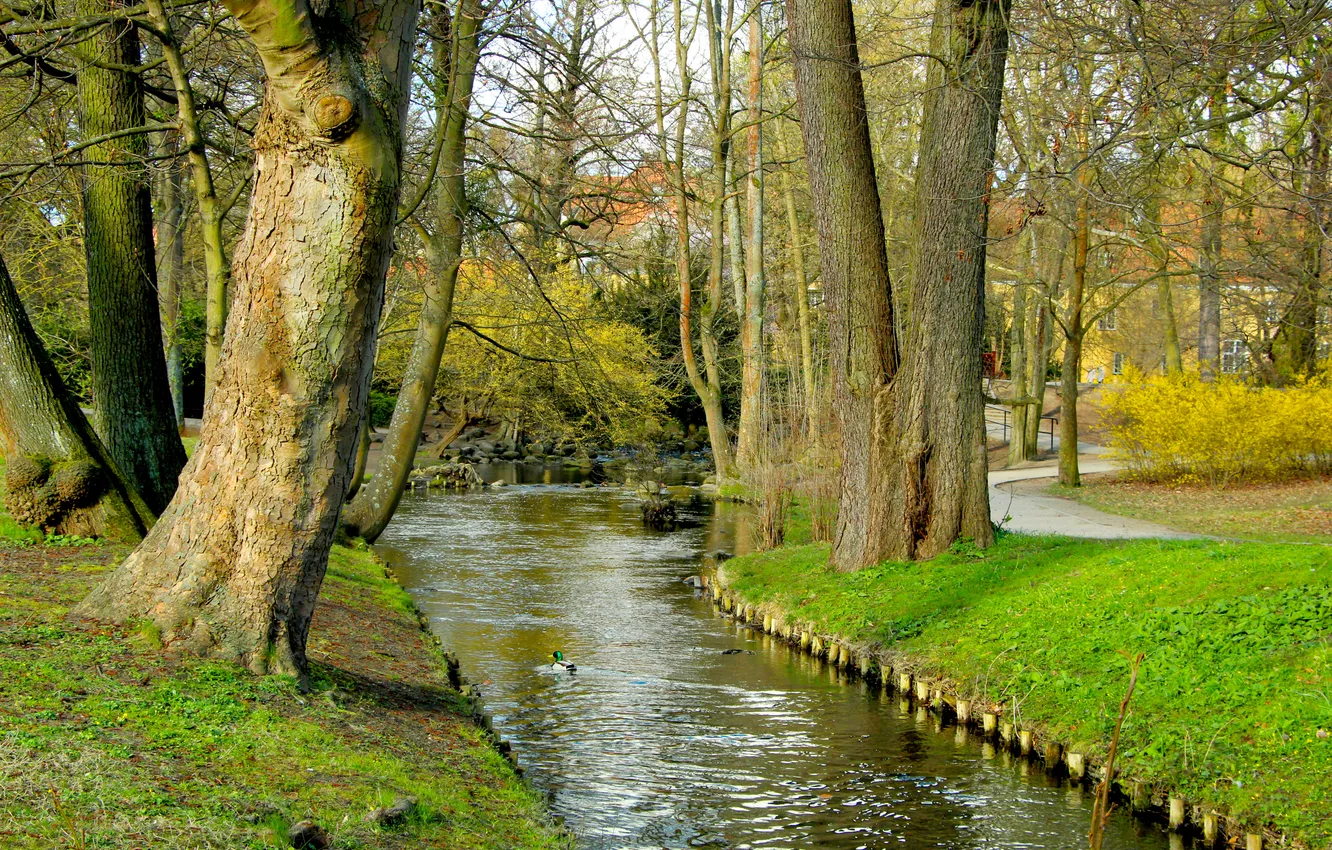 Фото обои trees, water, brook, park