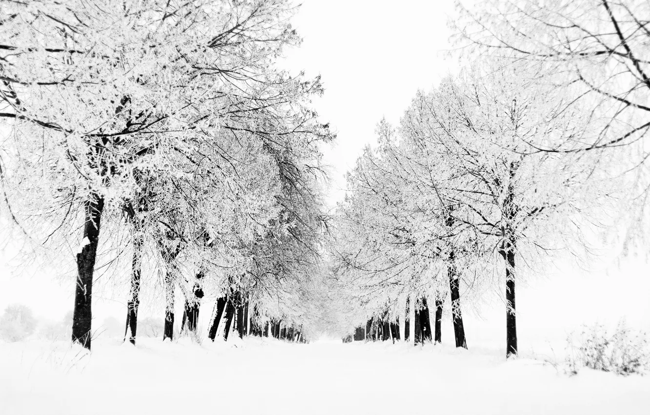 Фото обои зима, снег, деревья, природа, дерево, вид, метель